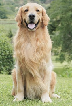 一条30年前的养犬规定,为何今天冲上了热搜