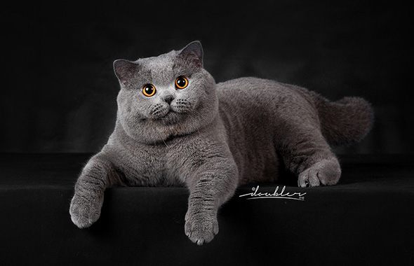 挑英短蓝猫,重点看毛色、眼睛、鼻镜、脚垫