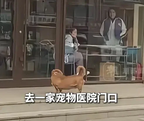 狗狗打针极记仇!连续8年去兽医诊所狂吠维权