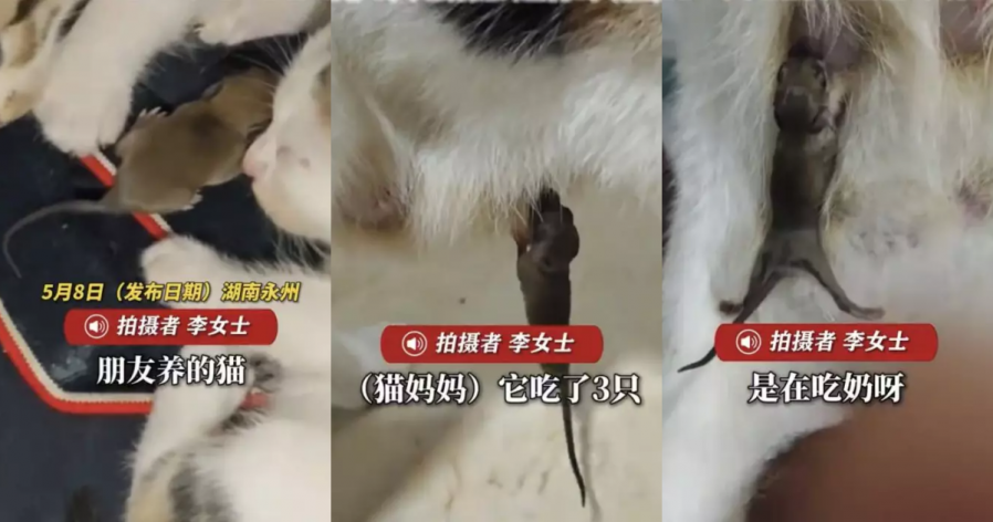 天敌变“母子”?母猫吃掉3老鼠幼崽 竟离奇哺育馀下3只