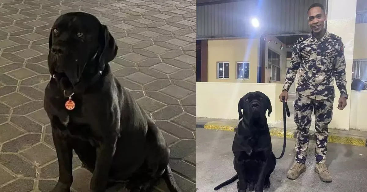 爱犬因犬种限制难返阿联酋 饲主奔走3国取认证终带回家