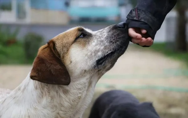 医疗犬精准预警心脏病 女子求医证心脏出事