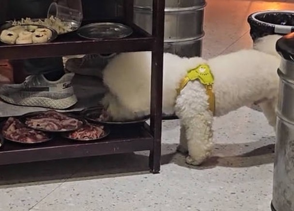 宠物狗偷食邻桌餐车生肉 烤肉店停业整改