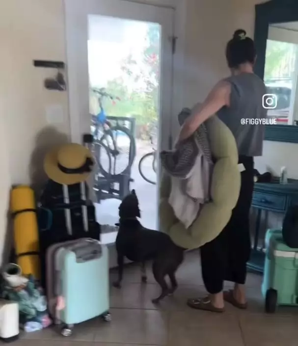 曾被遗弃阴影未散狗狗见饲主一家打包行李即不安紧盯直至上车才安心