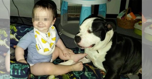 澳3岁童陷火海身亡 2宠物犬全程守身旁