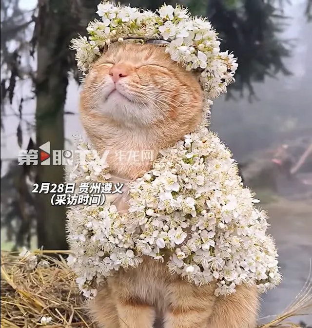 大橘猫完美驾驭“大自然造型”萌爆 乖巧任摆布网民惊叹:似假猫