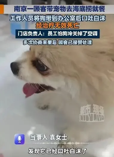 女子称宠物犬寄存海底捞后死亡,门店负责人:怕狗冷关掉了空调