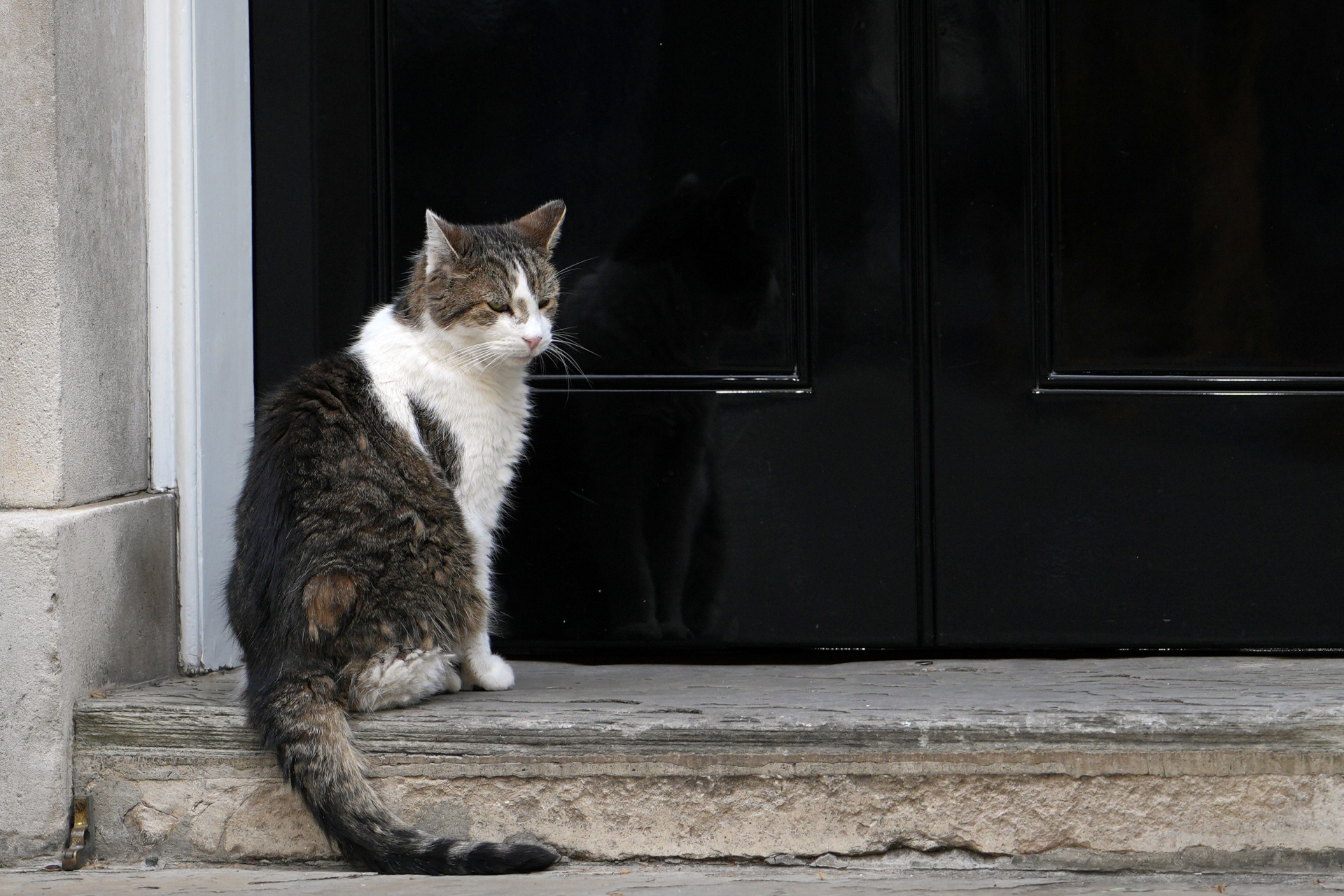 英国“第一猫”拉里 将迎第7任首相