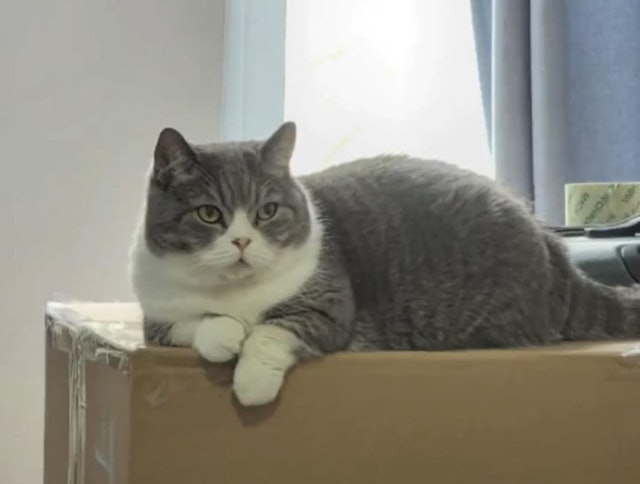 新疆民宿老板母亲擅闯客房扔走宠物猫 饲主痛哭悬赏寻猫
