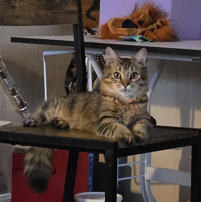 猫咪突患怪病不吃不喝 主人花钱求医无果 换回旧水杯却奇迹痊愈