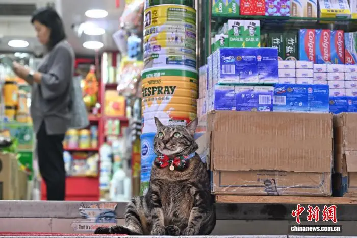 “猫店长”走红香港街巷 宠物IP赋能社区经济