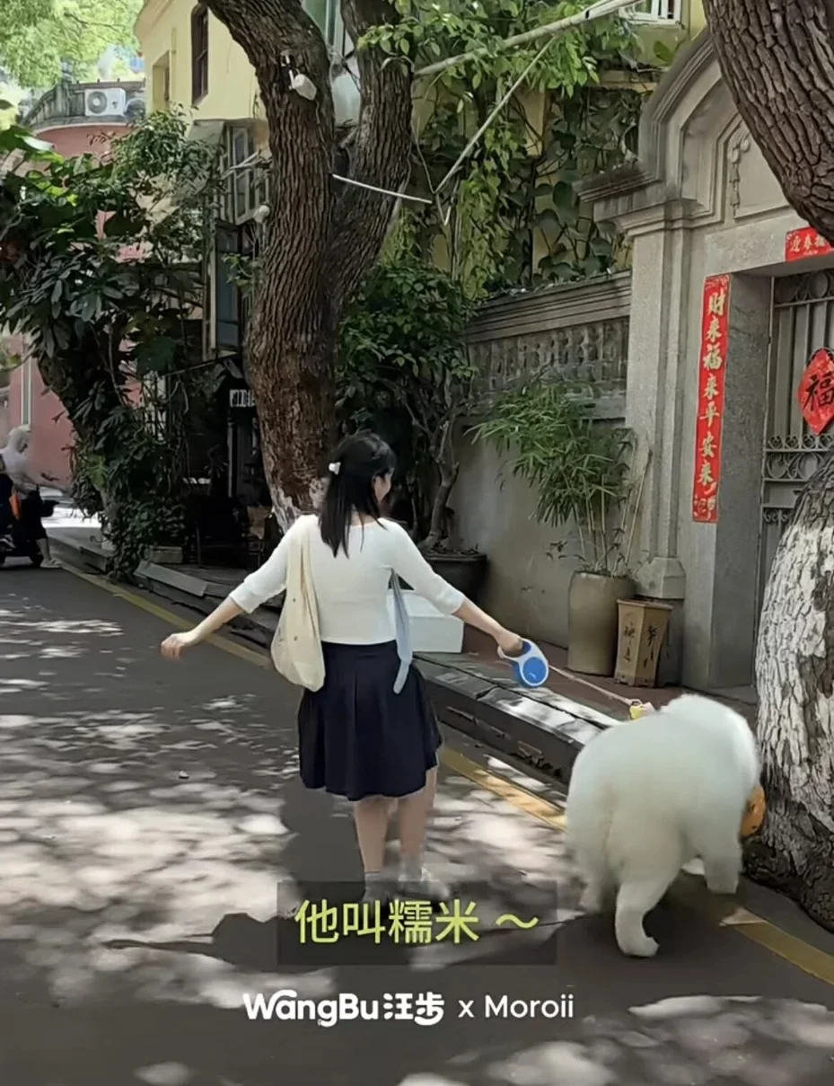 中国兴起“倒贴遛狗” 爱狗族圆梦掀争议