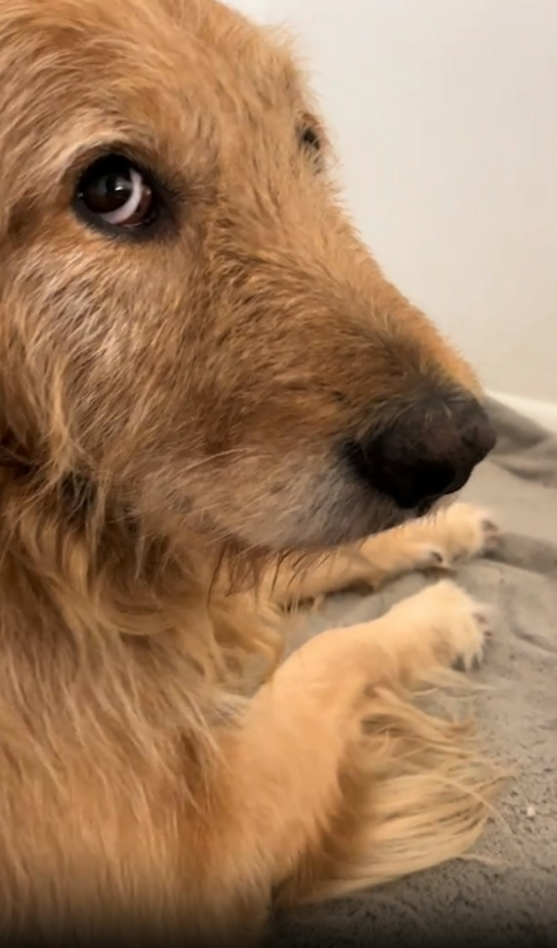 金毛寻回犬午睡中听到零食声 秒醒来化身贪吃鬼 毛发乱翘为了吃
