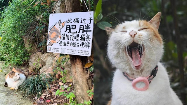 超磅校园猫不满被迫减肥 气鼓鼓坐禁喂牌旁 网笑:唔识字真惨