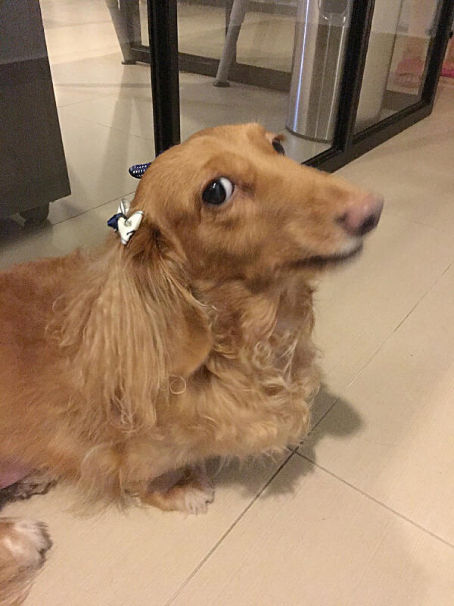 爱犬离世托付火化竟遭弃垃圾箱 狗主忍痛翻箱捡回遗体怒报案