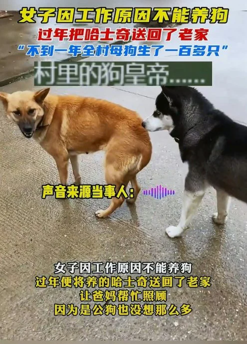 狗狗不节育1年可产多少狗仔?答案让你惊掉下巴!
