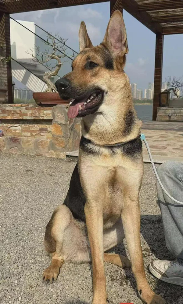 救主人一命!女子被爱犬踩断肋骨 意外查出罕见病