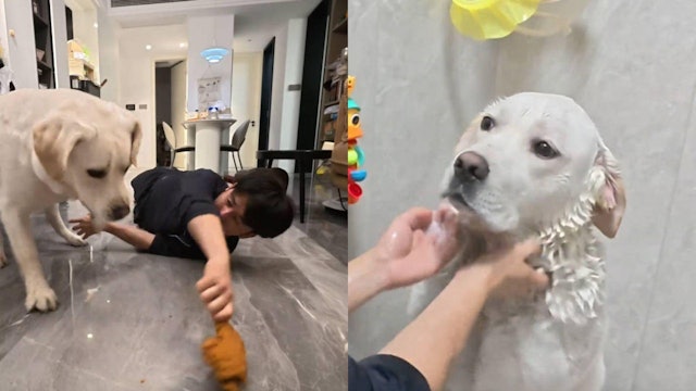 主人假摔扔鸡腿进浴室!贪吃狗以为有得食中计被洗澡 一秒眼神死