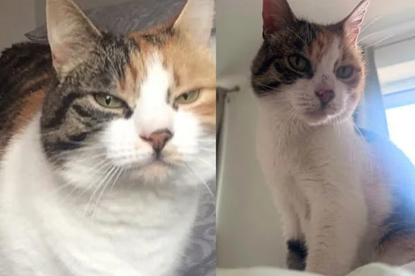 失踪10年虎斑猫 奇迹归家!