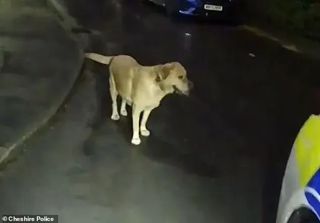 汪汪队立大功!犯人逃跑把狗丢下,结果狗狗领着警察就把他抓了...
