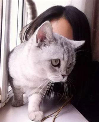 张歆艺爱猫的性情中人愿做一只优雅的猫