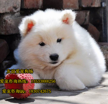 萨摩耶尴尬期背影