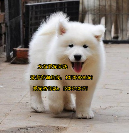 萨摩耶尴尬期全身照