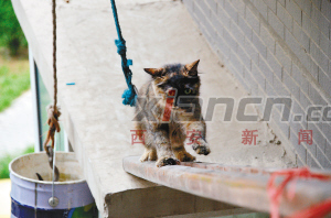 猫猫妈妈被困飘窗外三天 见有人抓小猫勇闯独木桥