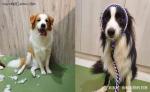 边境牧羊犬DIY抢匪面具，戴上后秒变臭脸大盗，毫无违