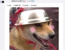 铁帽子汪”表情包来了！连汪星人都戴上了头盔，你的安