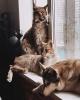 从小跟着8只雪橇犬混的大猫，长大后怎么看都有些狗里