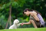5岁“金毛犬”带2岁娃，既是保镖又当保姆，网友：为家