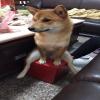 狗狗那些不太正经的坐姿