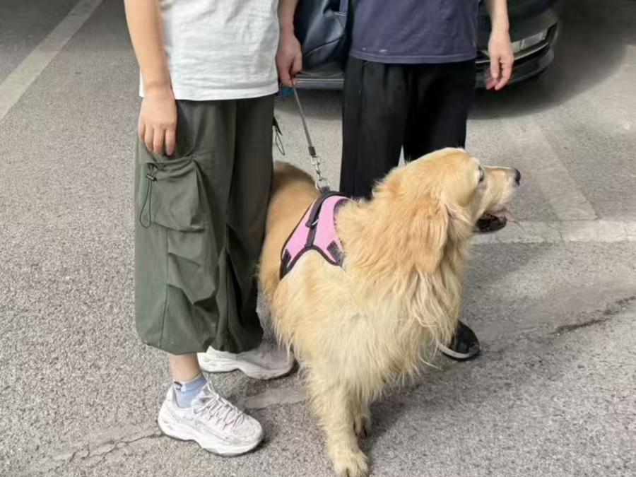 金毛犬走失7年！中秋节前，它终于与主人团圆.jpeg