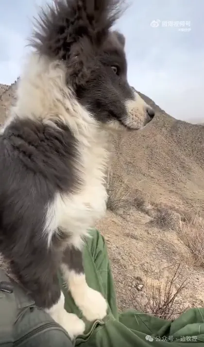 小边境牧羊犬第一次牧羊是什么样子!.webp