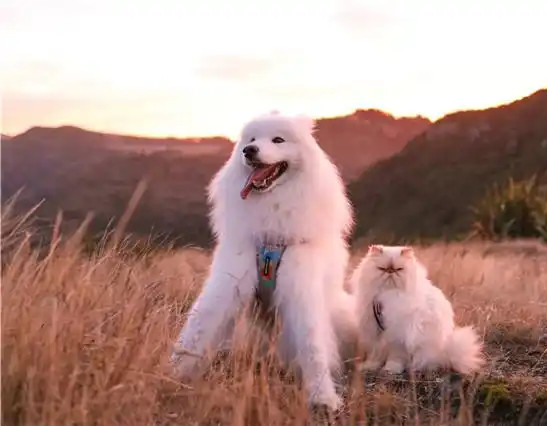 萨摩耶犬与猫咪成好友 微笑表情和暴躁脾气对比鲜明逗趣十足2.jpg