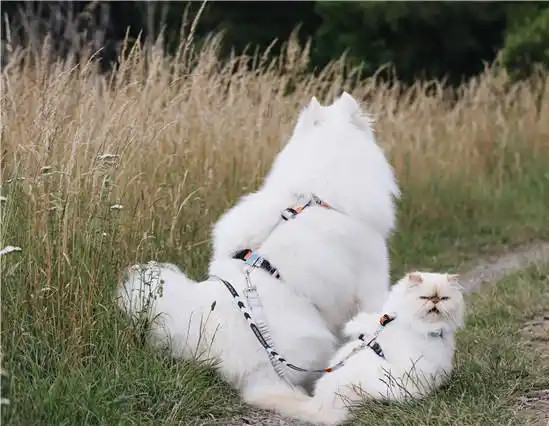 萨摩耶犬与猫咪成好友 微笑表情和暴躁脾气对比鲜明逗趣十足1.jpg