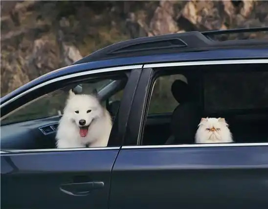 萨摩耶犬与猫咪成好友 微笑表情和暴躁脾气对比鲜明逗趣十足3.jpg
