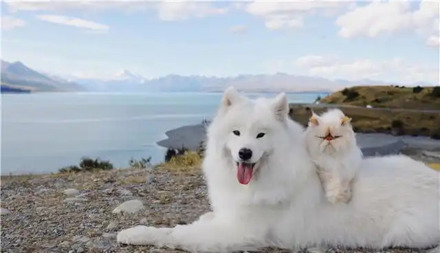 萨摩耶犬与猫咪成好友 微笑表情和暴躁脾气对比鲜明逗趣十足5.jpg