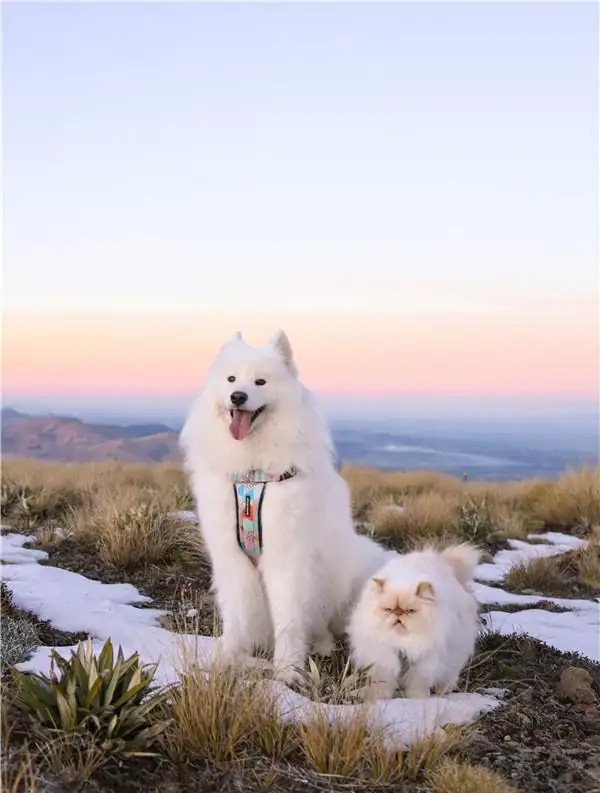 萨摩耶犬与猫咪成好友 微笑表情和暴躁脾气对比鲜明逗趣十足4.jpg