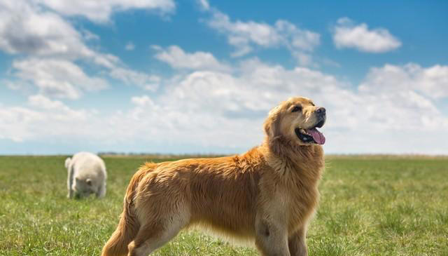 关于金毛犬的二十个冷知识.jpg