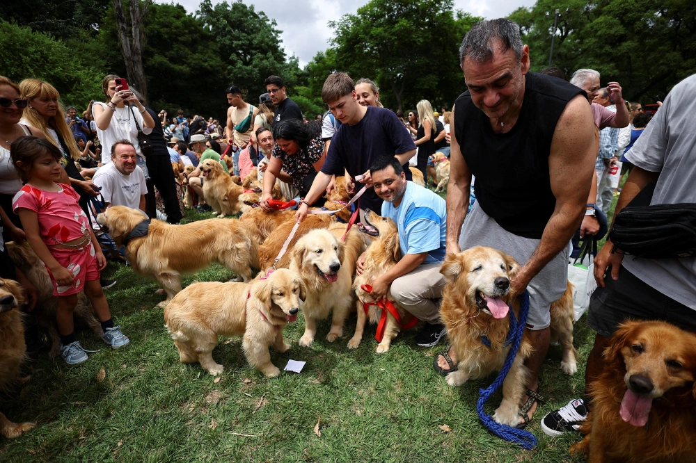 阿根廷：金毛犬“大聚会”2.webp