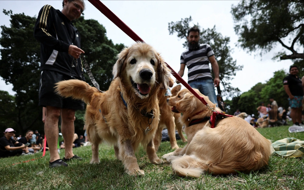 阿根廷：金毛犬“大聚会”6.webp