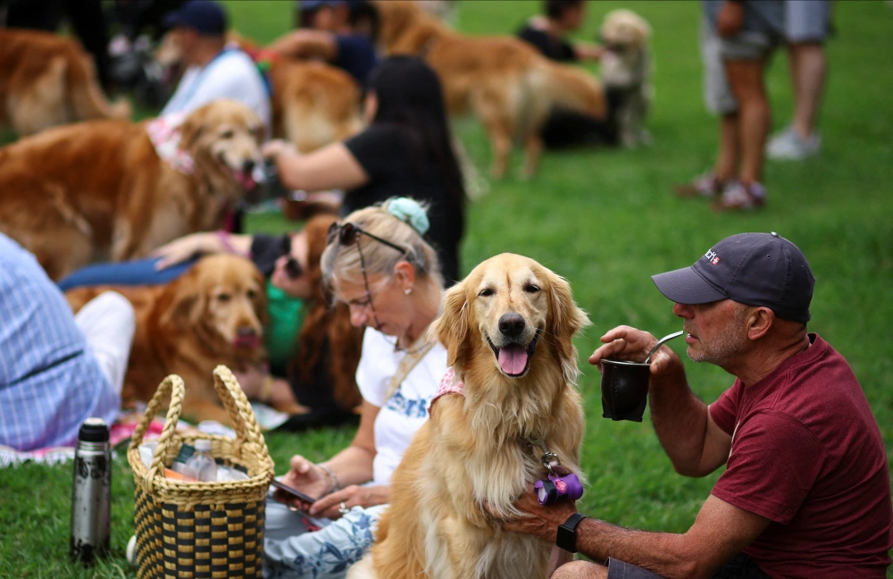 阿根廷：金毛犬“大聚会”8.webp