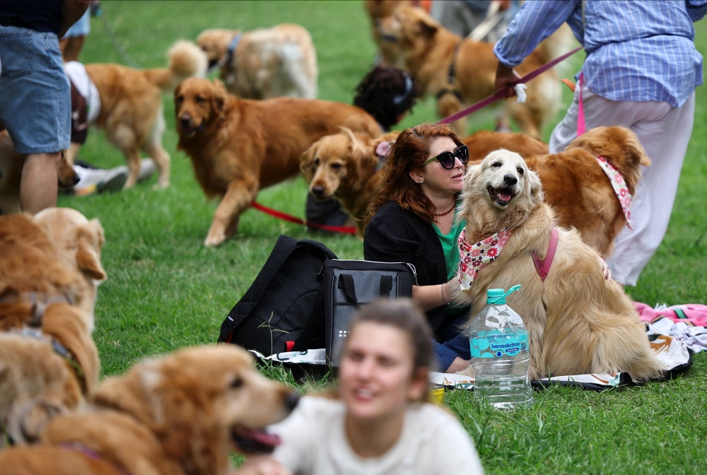 阿根廷：金毛犬“大聚会”7.webp