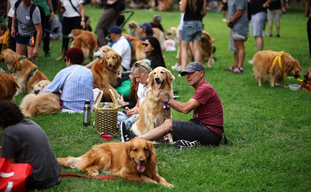 阿根廷：金毛犬“大聚会”9.webp