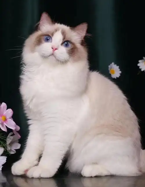 布偶猫 布偶猫
