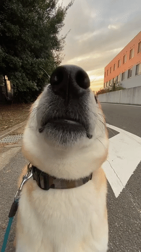 2026_1019_e96f7652g00tn5v4202nzd2007s00dug007s00du.gif