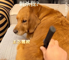 2026_1014_0b279cacg00tmwlra01xrd2006l005rg006l005r.gif