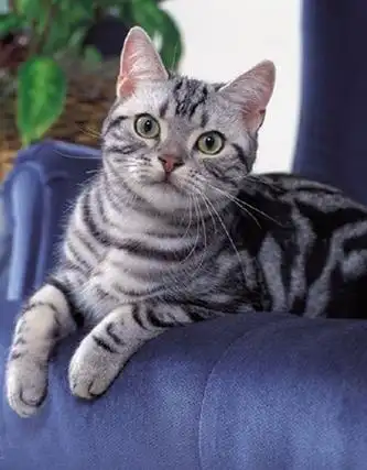美国短毛猫